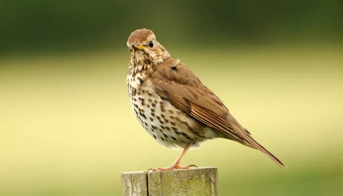 Song Thrush | Kent Wildlife Trust